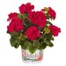 Зональная, кустовая пеларгония (герань) Green Idols Cerise